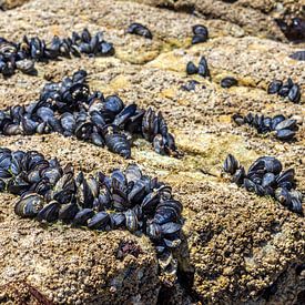 Wild mussels on a rock by Stephan Neven