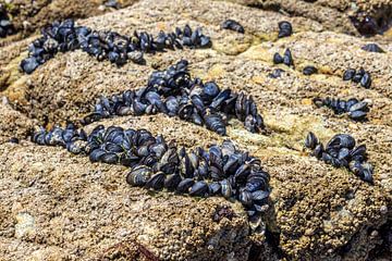 Wild mussels on a rock