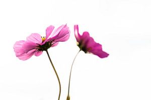 Twee bloemen