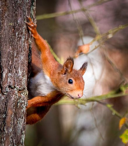 Rode eekhoorn: Kiekeboe