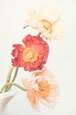 Poppies by Kathrin Pienaar thumbnail