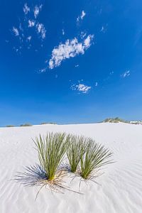 White Sands Impression