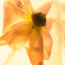 Oranje ranonkel in ijs 3 van Marc Heiligenstein