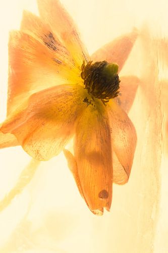 Renoncule orange dans la glace 3