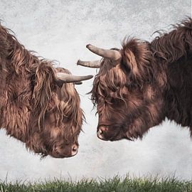 Scottish Highlanders heads by natascha verbij