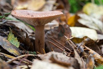 fungus in forest van ChrisWillemsen