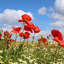 Poppy by Ostsee Bilder thumbnail
