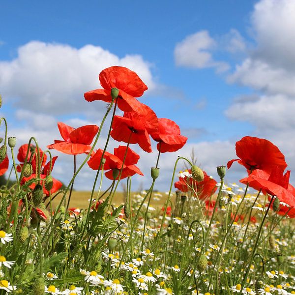 Poppy by Ostsee Bilder