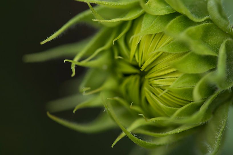 Prille zonnebloem van Liesbeth Bossink