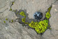 Mossy constellation
