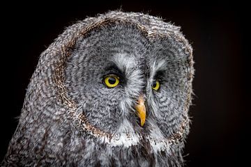 Portrait of a Great Horned Owl by Roland Brack