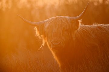 Schotse Hooglander (bos taurus) tijdens zonsondergang van Marcel van Kammen