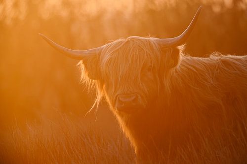 Scottish Highlander (forest taurus) during sunset