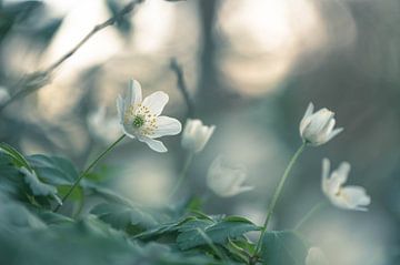 bloemen part 479 van Tania Perneel
