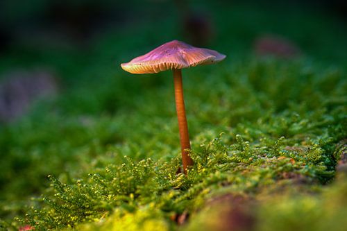 Champignon dans la mousse étoilée