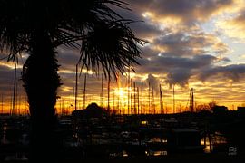 Palme am Hafen bei Sonnenaufgang. von Sailographic Paula