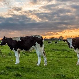 Panorama koe, koeien, landschap, Hollands Landschap van Maurice B Kloots      www.Fototrends.nl