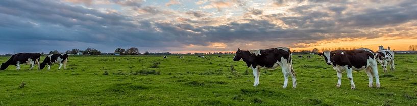 Vache panoramique par Maurice B Kloots      www.Fototrends.nl