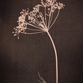Botanical print of an umbellifer on dark brown by Mayra Fotografie