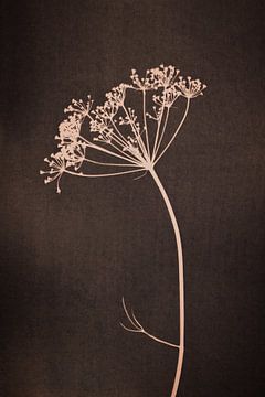 Botanical print of an umbellifer on dark brown