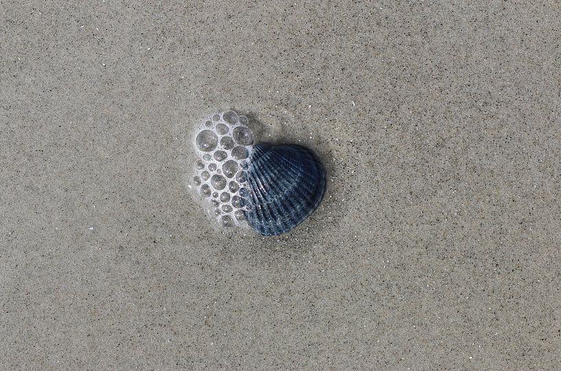 Muscheln am Strand von Matthias Brix