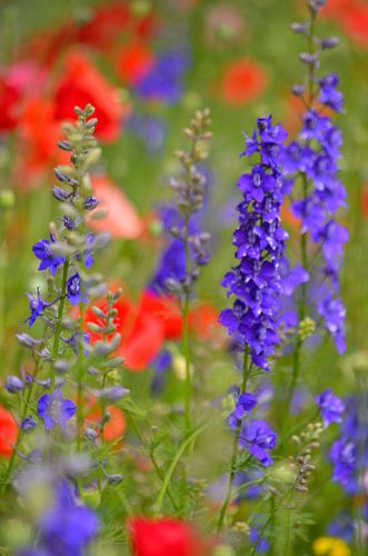 Donker blauwe Riddersporen