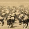 Migration des gnous à Ngorongoro sur Roland Smeets
