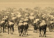 Wildebeest migration Ngorongoro van Roland Smeets thumbnail