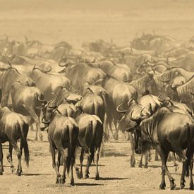 Gnu-Wanderung Ngorongoro von Roland Smeets