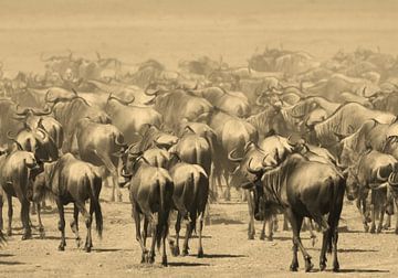 Wildebeest migration Ngorongoro