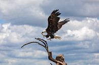American eagle by gea strucks thumbnail