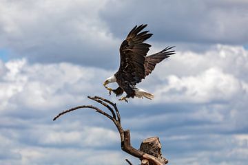 Amerikanischer Adler von gea strucks