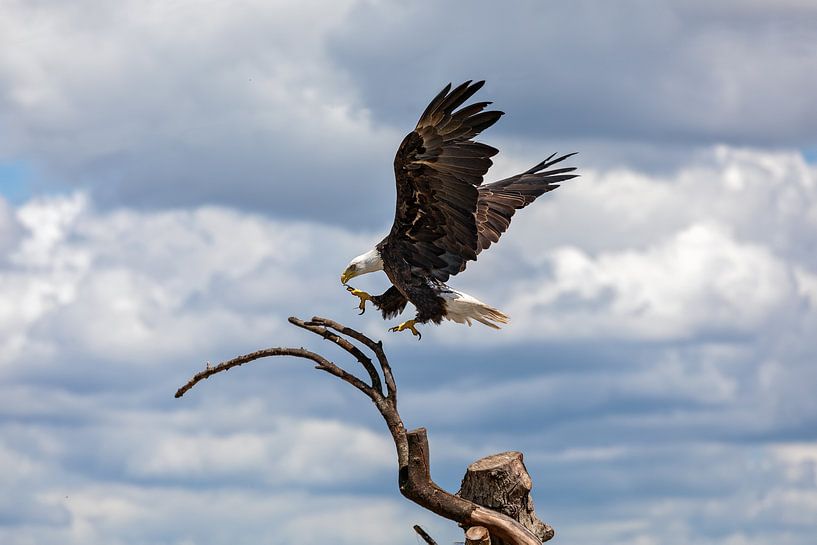 Aigle américain par gea strucks