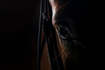 Paarden oog 2 Close up van Wybrich Warns