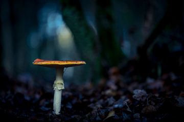 Fly agaric in blue