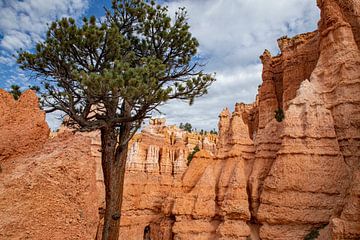 Bryce-Canyon-Nationalpark, Utah USA von Gert Hilbink