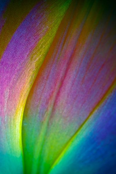 Tulipa 8 by Henk Leijen