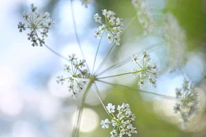 Wilde bloem met bokeh