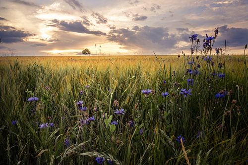 Eenzame boom in de zonsondergang