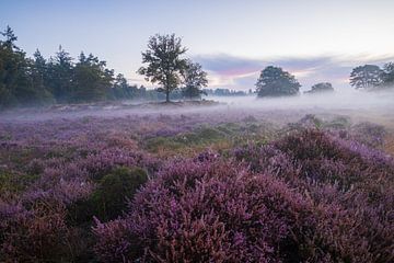 Paarse heide in de duinen van Lisannesfotografie