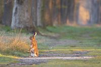 Haas in de ochtendzon