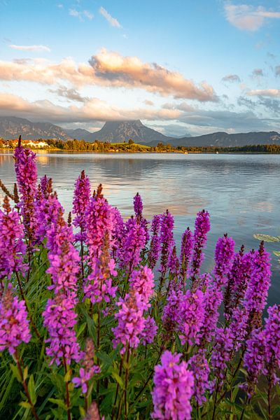 Flowery view over the Hopensee lake to the Säuling mountain by Leo Schindzielorz