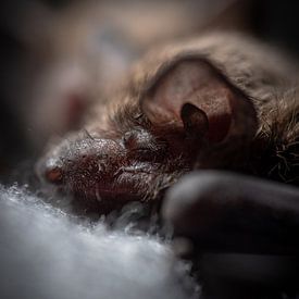 Powernap des chauves-souris sur Patrick Schwarzbach