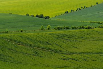 Green fields with rows of trees