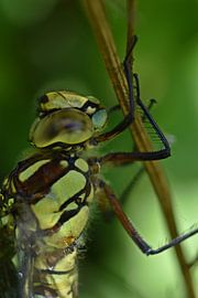 Great Emperor's Lily by Daphne van der straaten