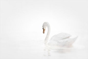 Wild white swan in high key by Albert Beukhof