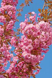 Ornamental cherry by Michael Schuppich