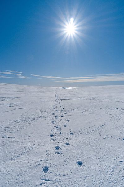 Tracks in the snow on a Swedish plateau by Leo Schindzielorz