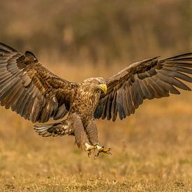 The Eagle has landed! by Robert Kok