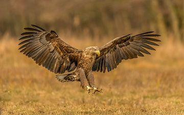 L'aigle a atterri ! sur Robert Kok